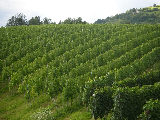 Vinorodni kraj, TZG Karlovca