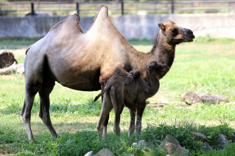 Foto: Davor Javorovic/PIXSELL