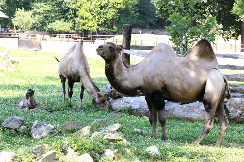 Foto: Davor Javorovic/PIXSELL