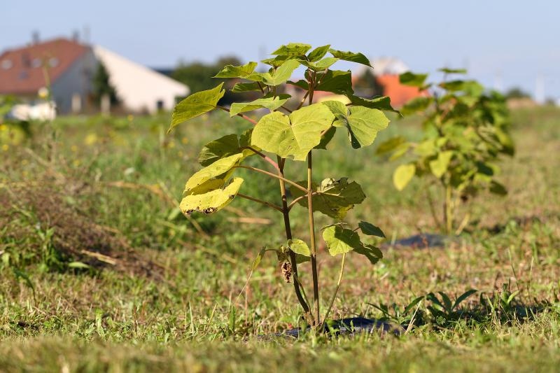 Foto: Davor Puklavec/PIXSELL