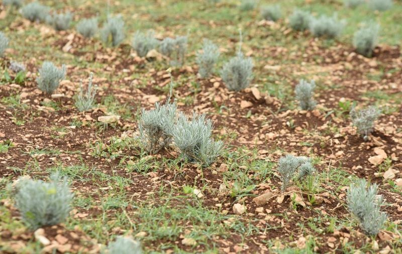 Foto: Hrvoje Jelavić / Pixsell