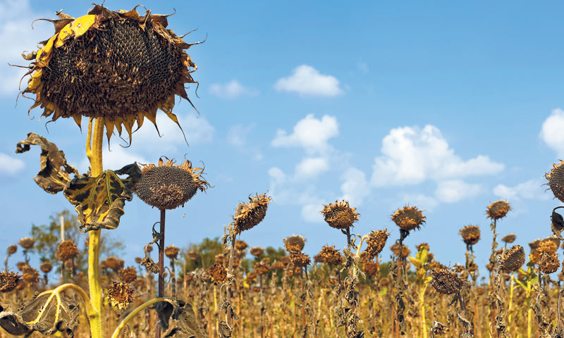 Lokalni razvoj i mogućnosti zapošljavanja mogu se stvoriti kroz lokalnu preradu poljoprivrednih proi