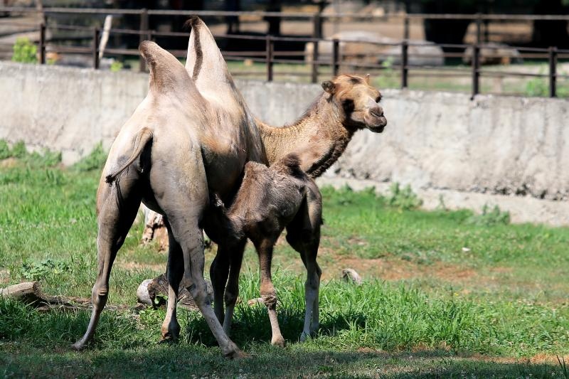 Foto: Davor Javorovic/PIXSELL