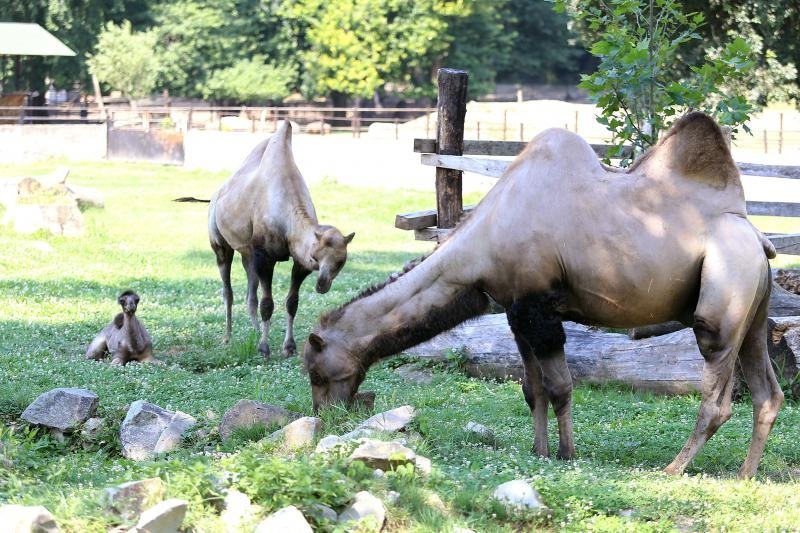 Foto: Davor Javorovic/PIXSELL