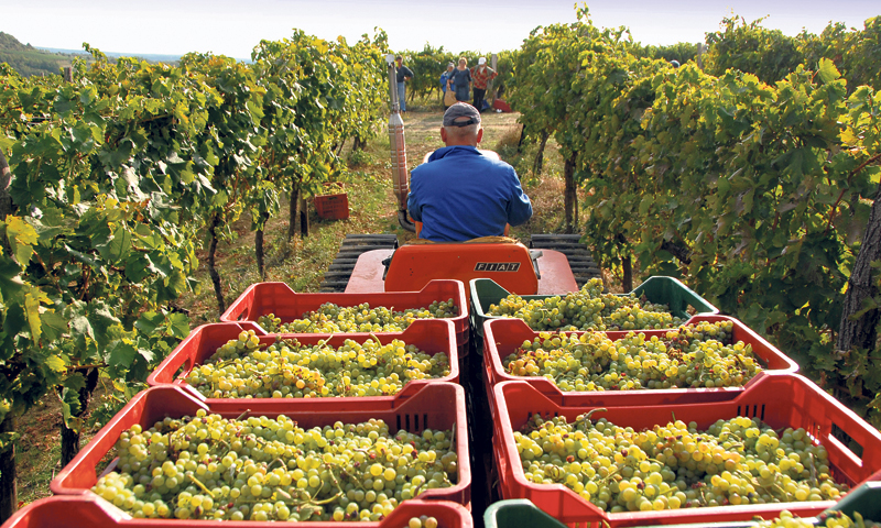 Najpoznatija sorta vina u Istri je malvazija/Duško Marušić/PIXSELL