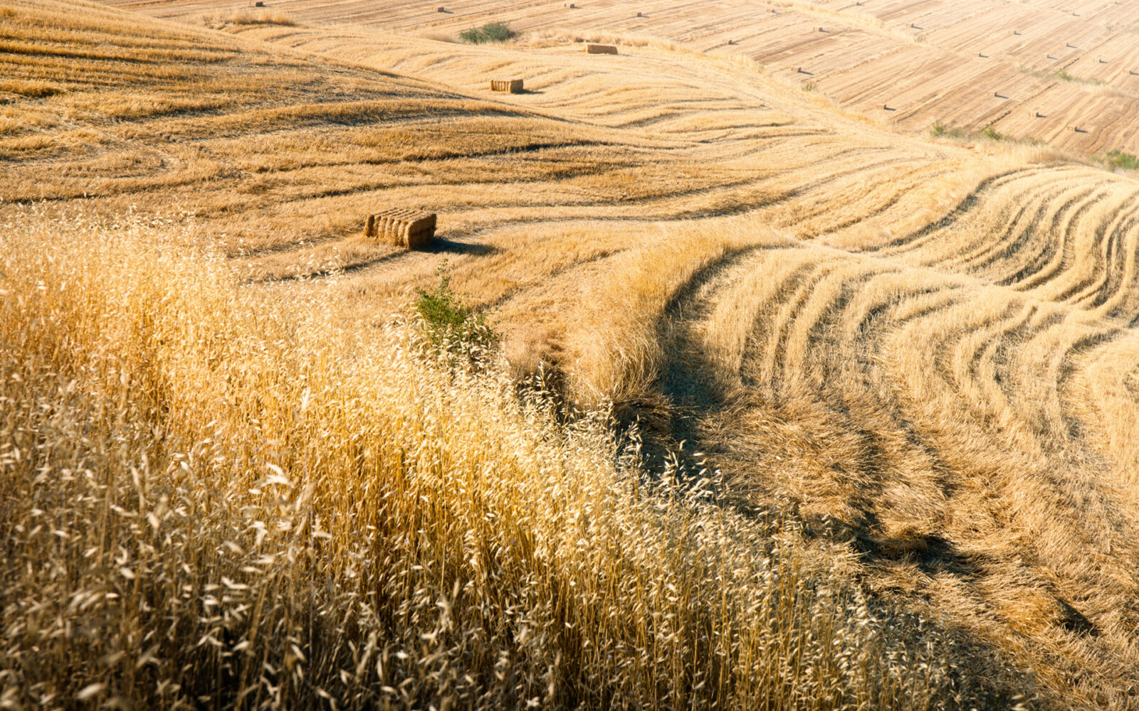 Собирающее поле. Собирающее поле. Жатва. Август в россии. Луга пастбища сенокосы.