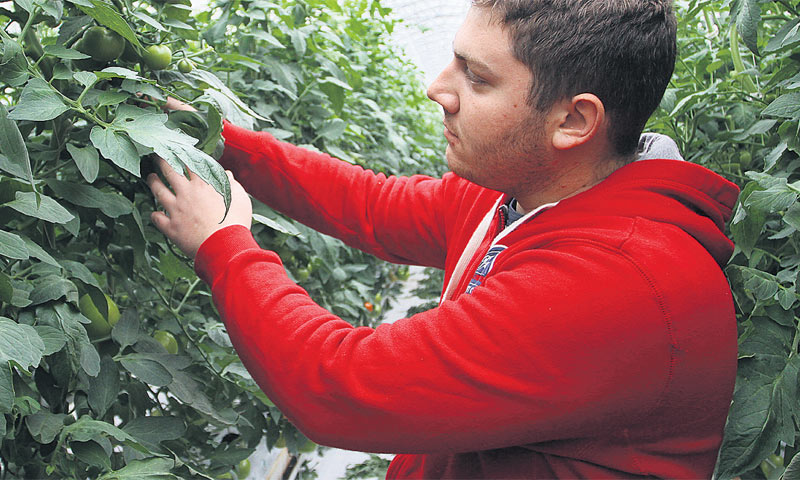 Matej Vidaković ističe kako im, unatoč oscilaciji cijena, ugovori o isporuci povrća nekolicini domać