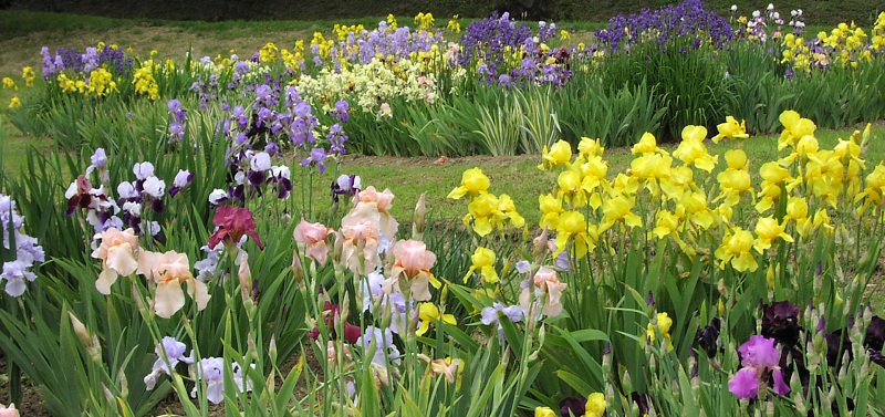 Hrvatski vrt perunika, TZG Donja Stubica