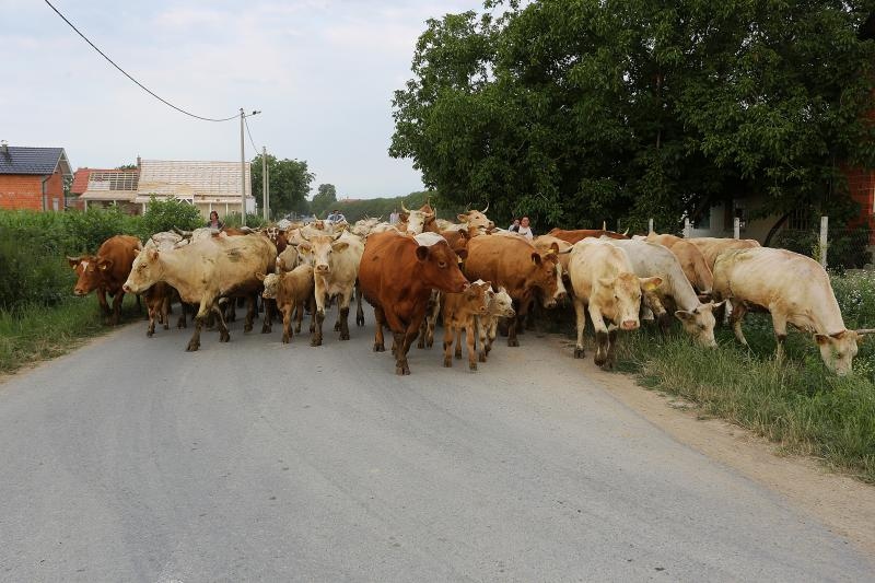 Foto: Marko Mrkonjić / Pixsell