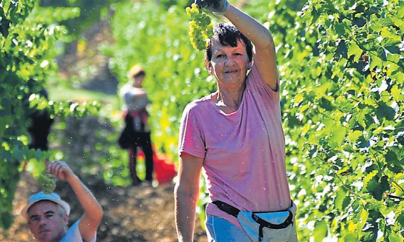 Važnost vinarstva prepoznaju svi građani Istre/Duško Marušić/PIXSELL