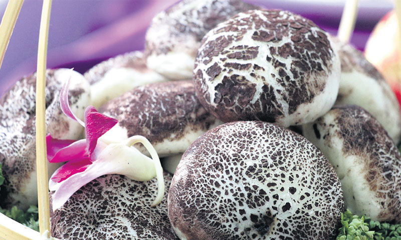 Dim sum punjen tartufima; tradicionalni desert /PIXSELL