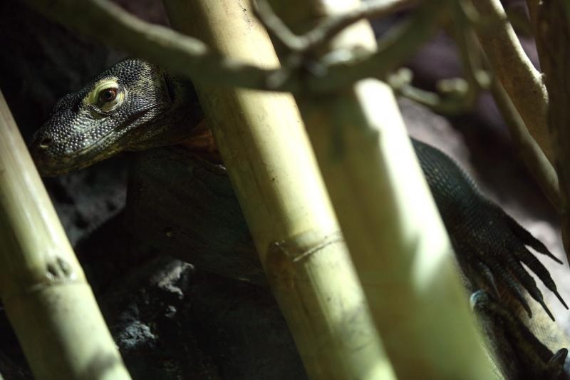 Foto: Anto Magzan / Pixsell