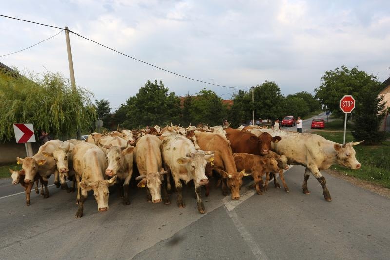 Foto: Marko Mrkonjić / Pixsell