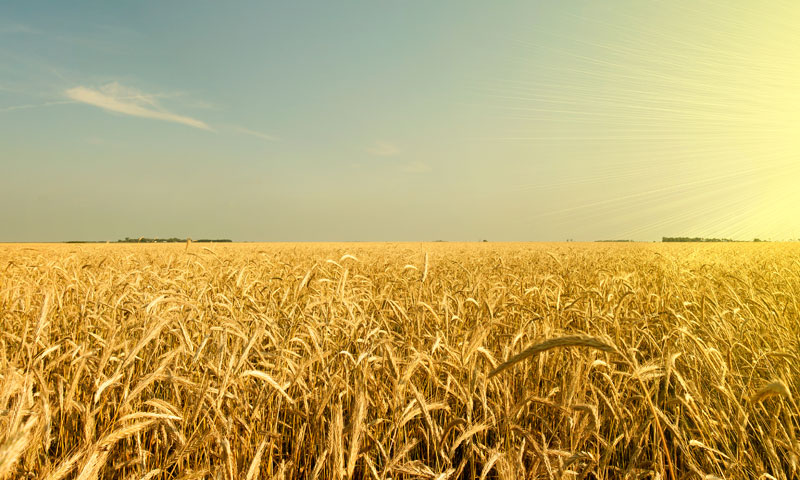 Zbog manjka zemlje stočari su prisiljeni kupovati je po visokim cijenama/Fotolia
