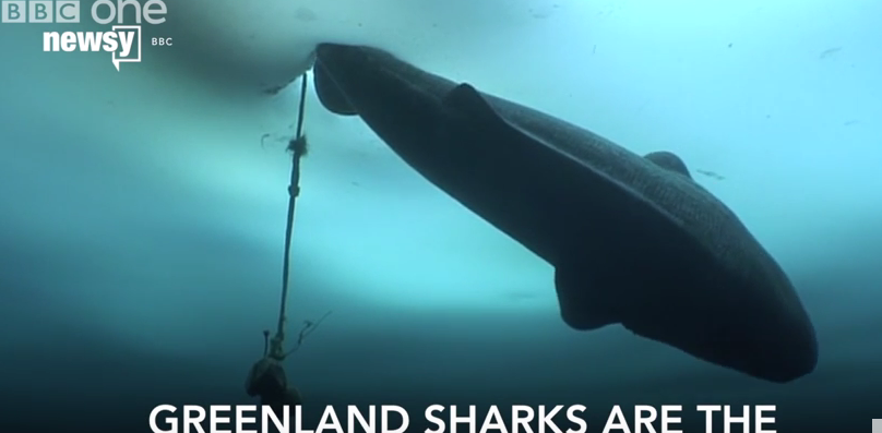 FOTO: Screenshot/YouTube