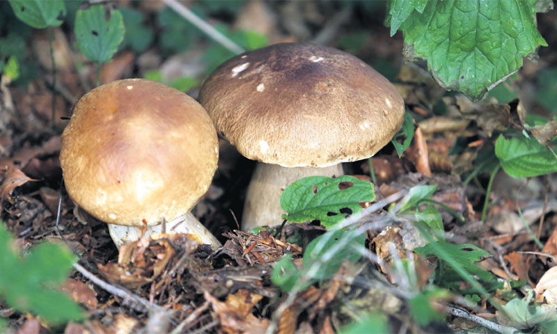 Samoniklo bilje i gljive mogu biti dodatna zarada vlasnicima velikih šuma/Goran Kovačić/PIXSELL