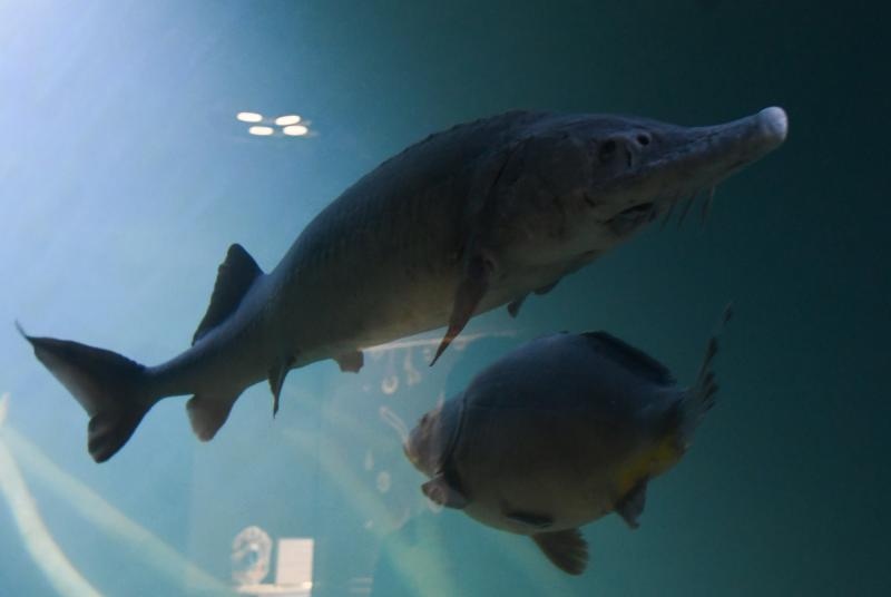 Foto: Davor Visnjic/PIXSELL