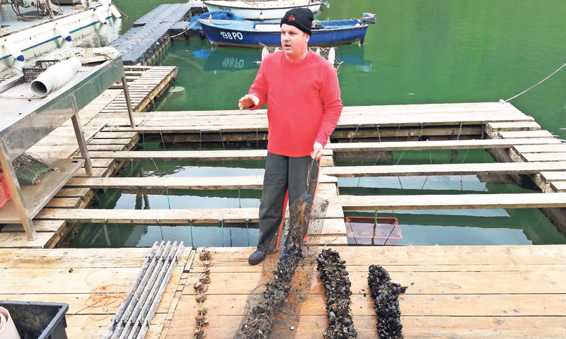 Iako je vađenje školjaka u Kanfanaru u  Limskom kanalu zahtjevno, tamošnje kamenice i dagnje su prav