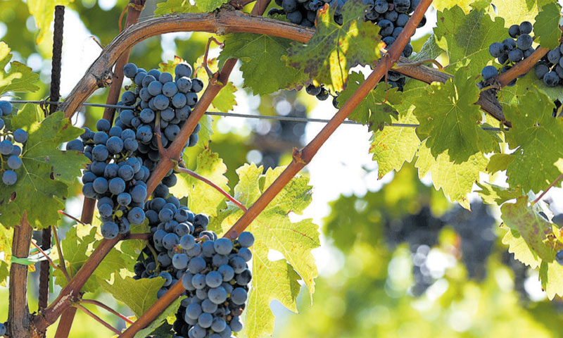 Slovenija ne bi smjela koristiti naziv teran u označavanju vina/D. M./PIXSELL