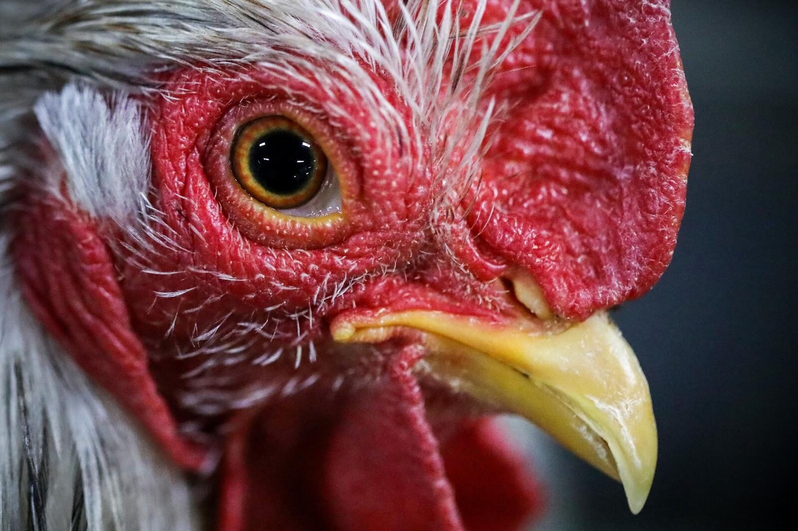 Foto: Malin Šabić / Pixsell