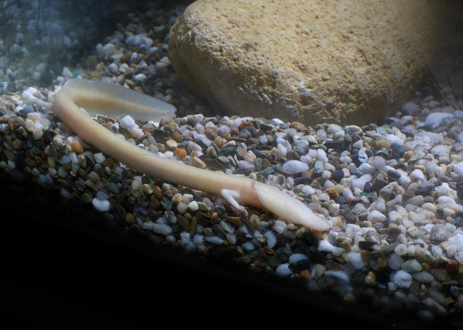 Foto: Davorin Višnjić / Pixsell