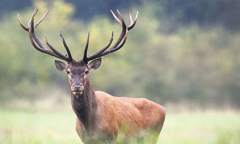 Privatna lovišta u šumama do 100 ha moraju biti ograđena, a u većima su otvorena/Marko Mrkonjić/PIXS