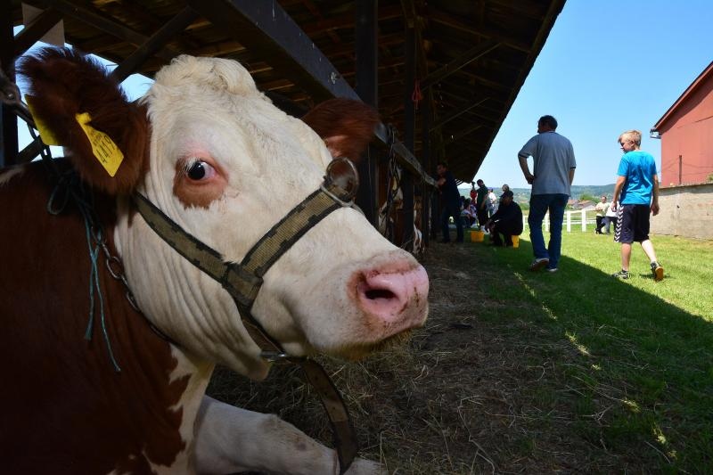 Foto: Ivica Galović / Pixsell