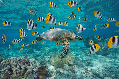 Foto: Getty Images, Four Seasons in Bora Bora