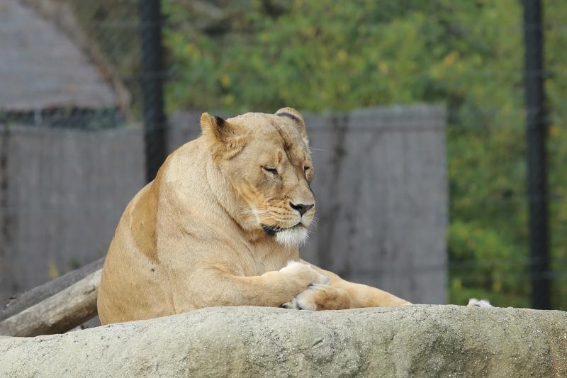 Foto: Tomislav Miletić / Pixsell