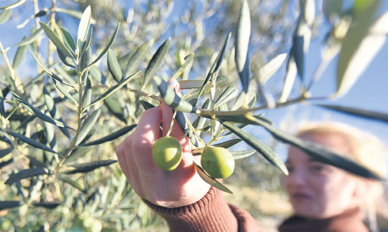 U županiji je registrirano 4397 gospodarstava za uzgoj maslina/H. JELAVIĆ/PIX