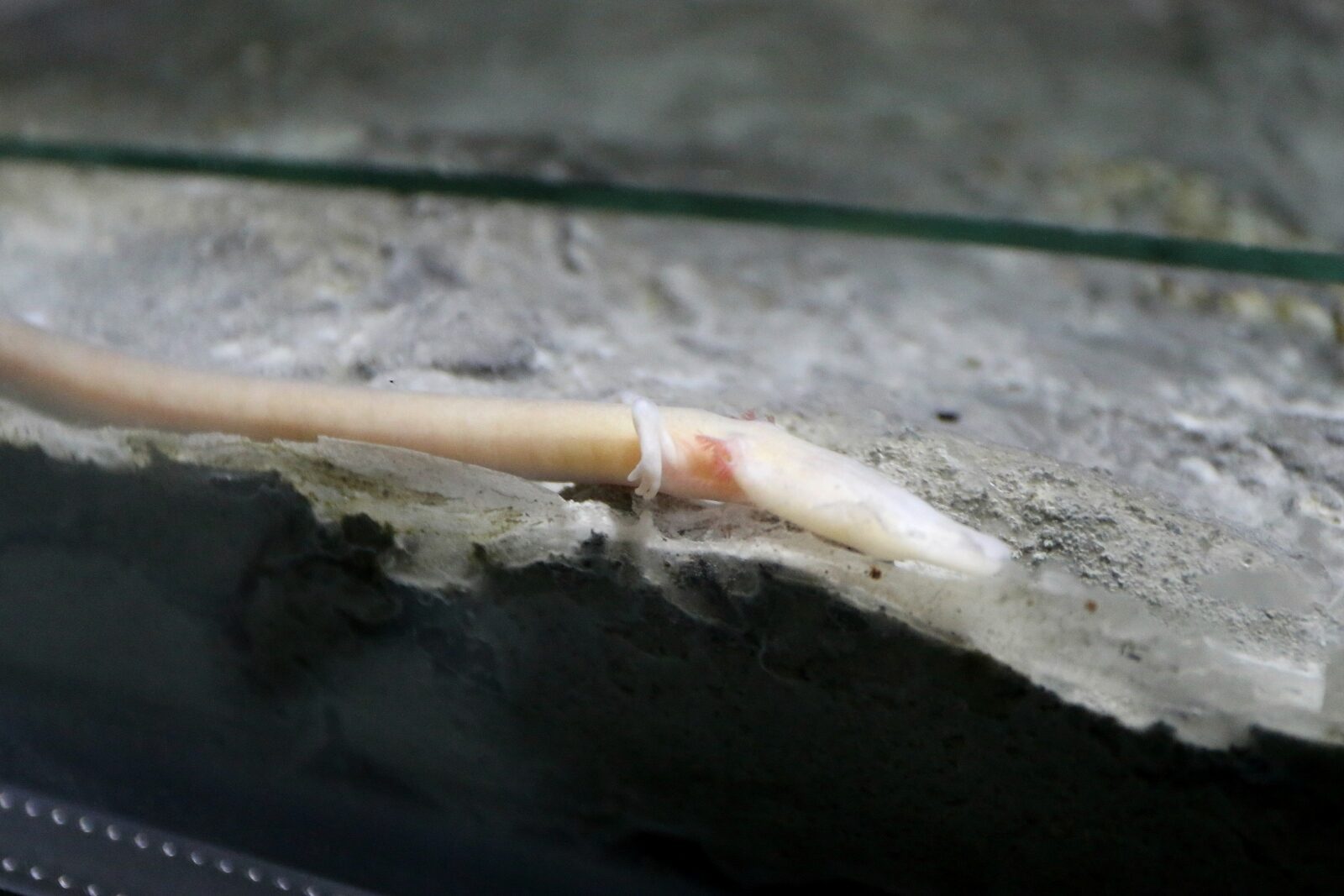 Foto: Davorin Višnjić / Pixsell