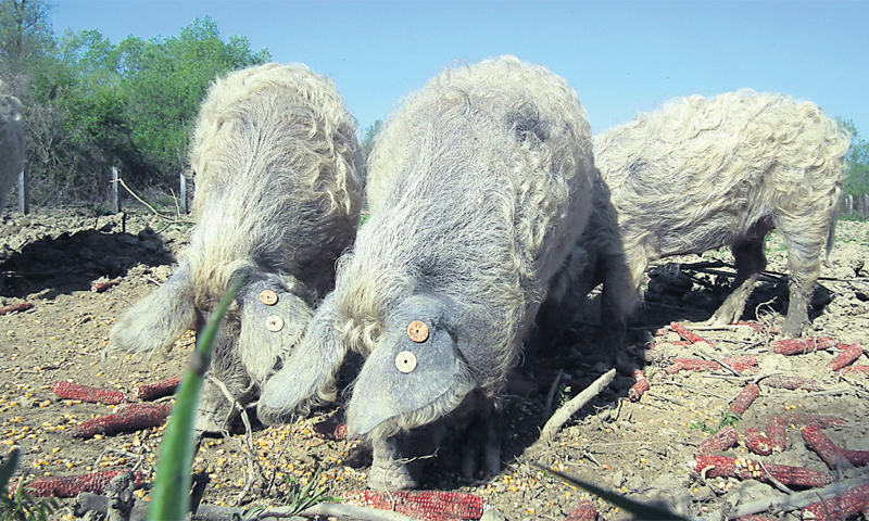 Sve je veći interes malih proizvođača koji bi se posvetili većem uzgoju turopoljske svinje