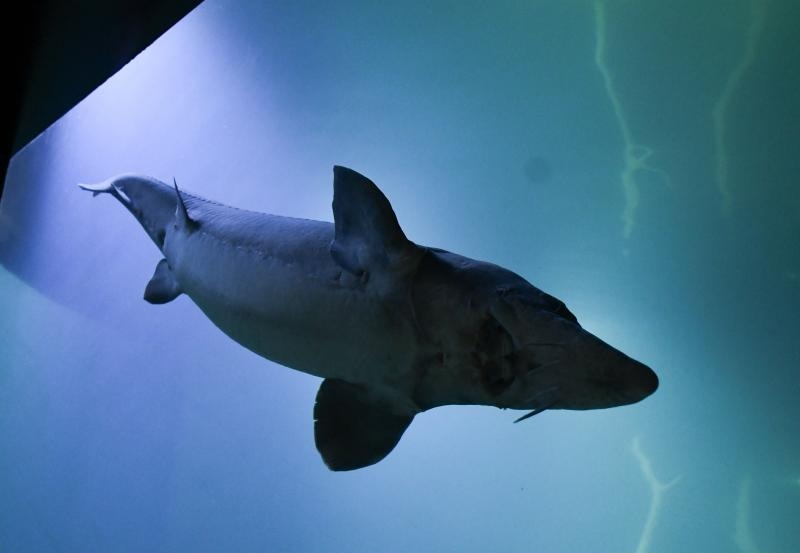 Foto: Davor Visnjic/PIXSELL