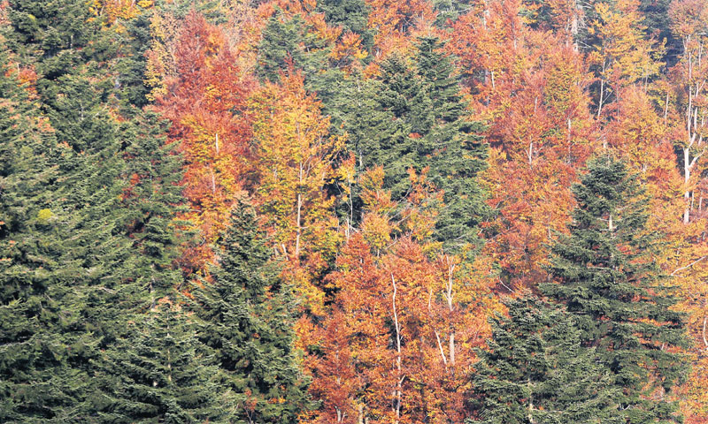 Hrvatske šume su uglavnom u državnom vlasništvu, čak 77 posto ukupnog udjela/Goran Kovačić/PIXSELL