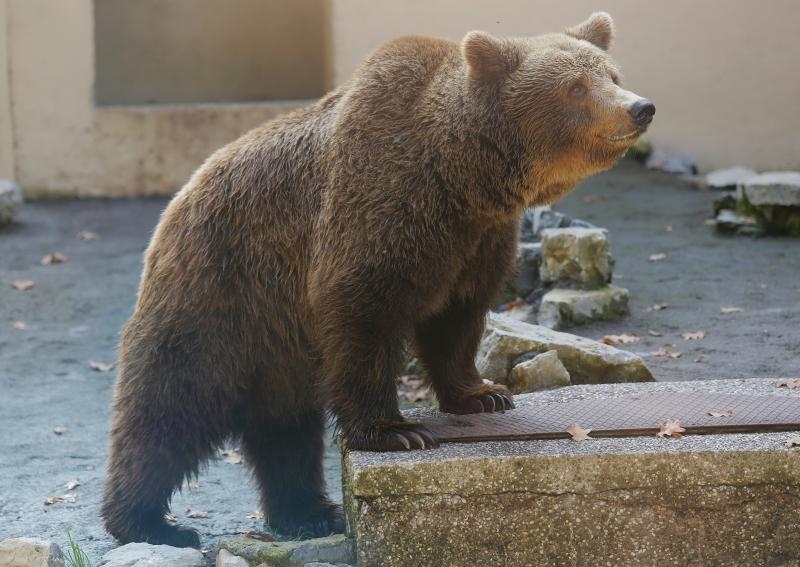 Foto: Tomislav Miletić / Pixsell