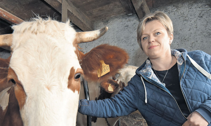 Marina Miškulin uložilla je u novu štalu, a nove krave su u Smiljan stigle iz Austrije/D. Stanin/PIX