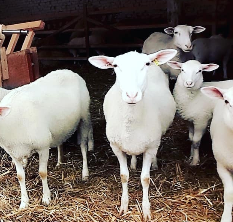 Foto: Slavica Zorić privatni Facebook album