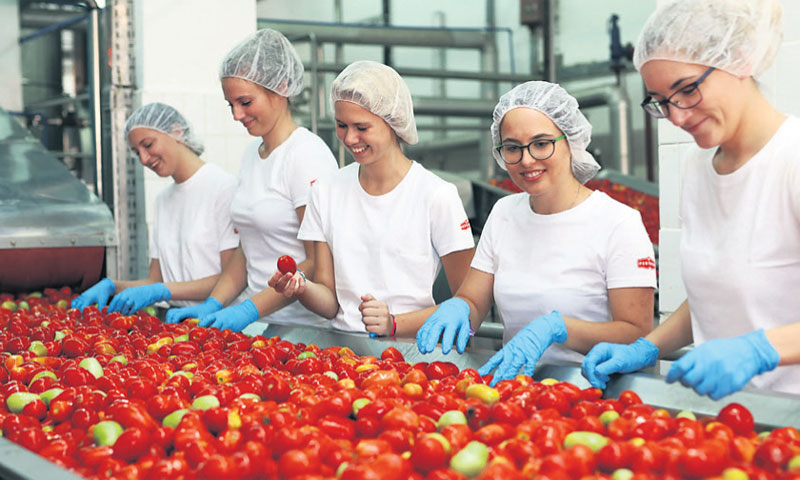 U tvornicu se za preradu dopremi 300 tona rajčice na dan