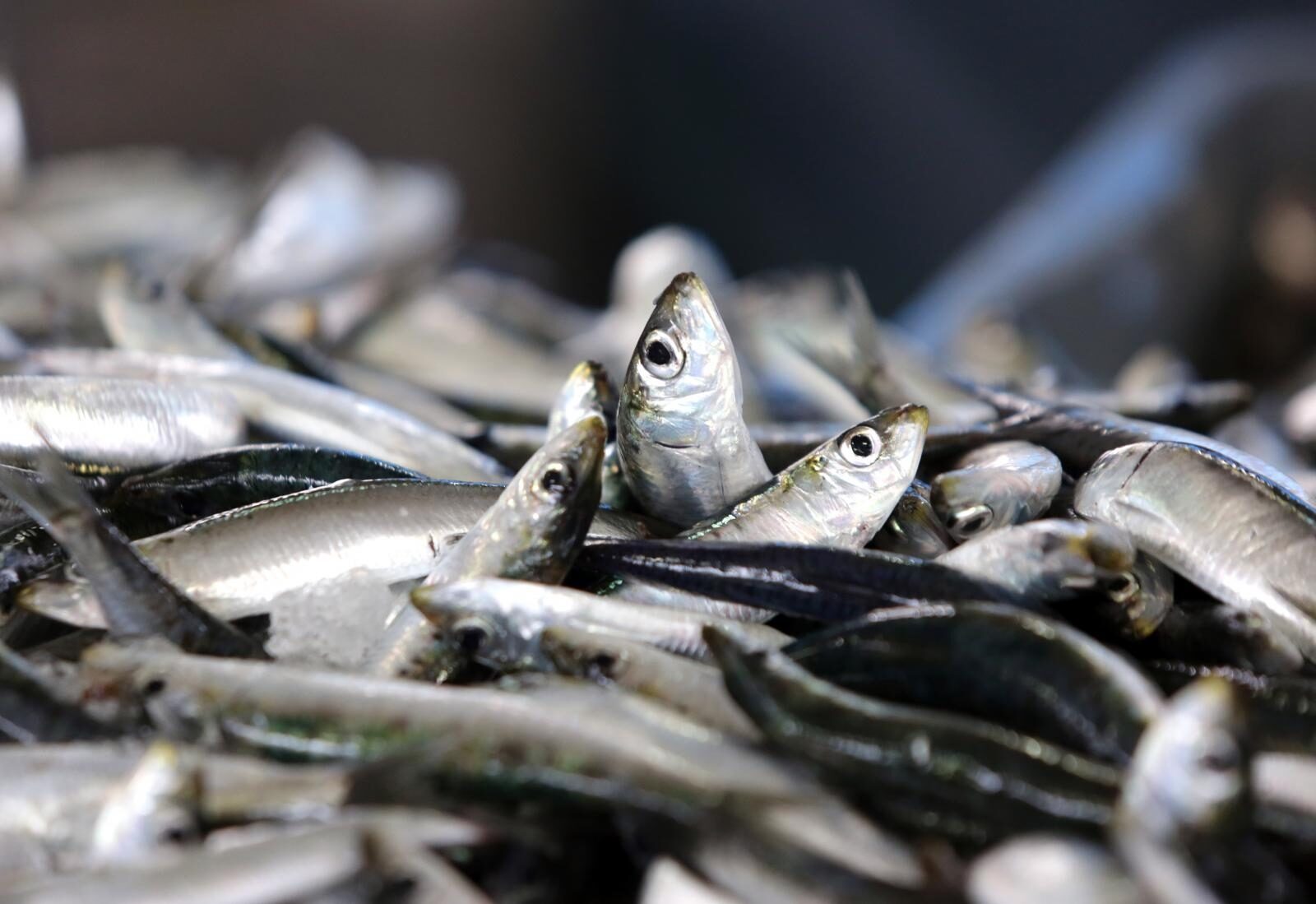 Foto: Duško Jaramaz / Pixsell