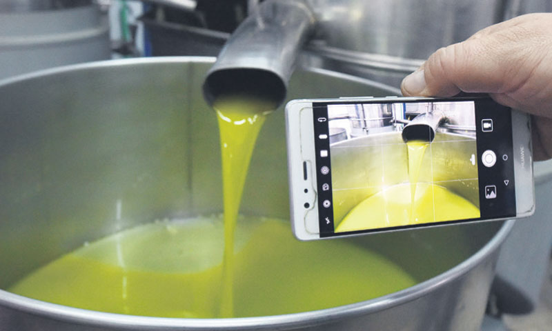 U županiji je registrirano 4397 gospodarstava za uzgoj maslina/H. JELAVIĆ/PIX