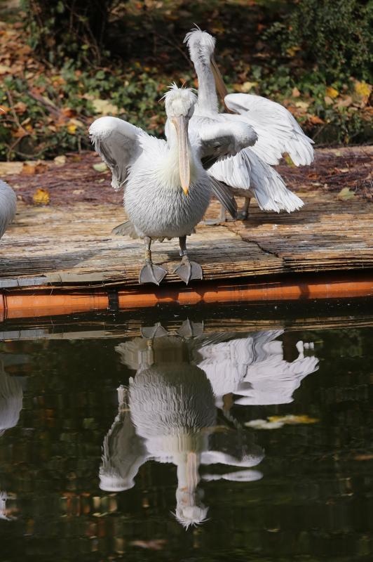 Foto: Tomislav Miletić / Pixsell