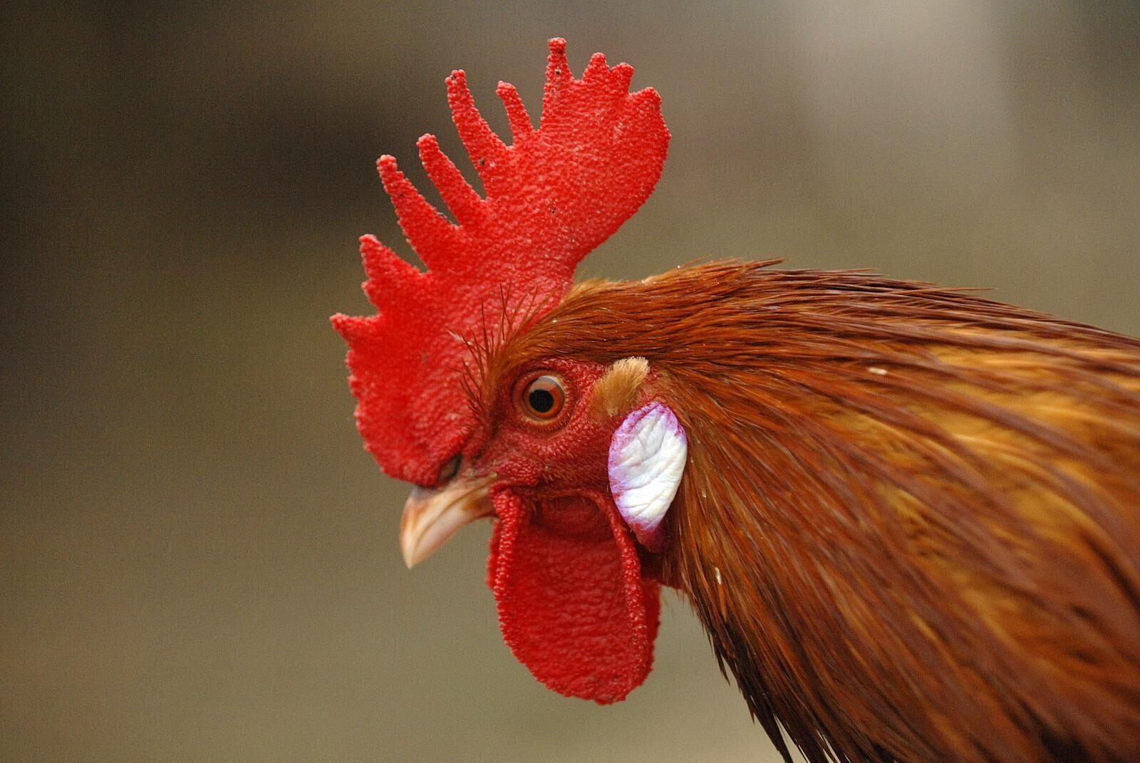 Foto: Vjeran Zganec Rogulja/PIXSELL