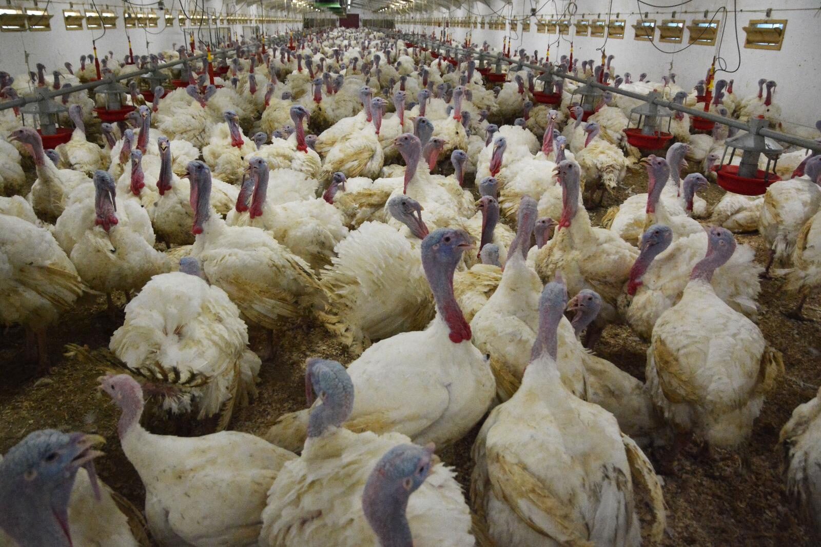 Foto: Ivica Galović / Pixsell