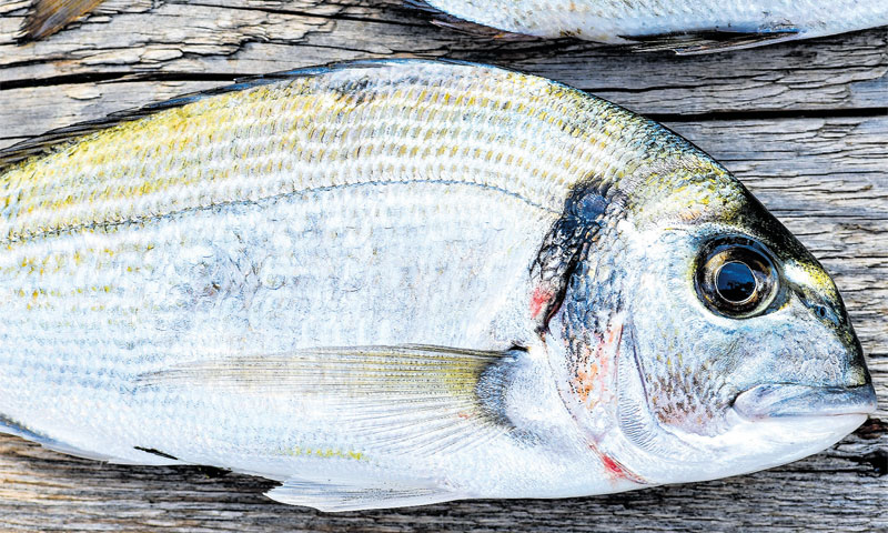 Foto: Sandra Šimunović/PIXSELL