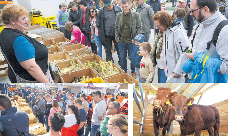 Prošireni su i uređeni dodatni kapaciteti za izložbu životinja /Damir Špehar/PIXSELL