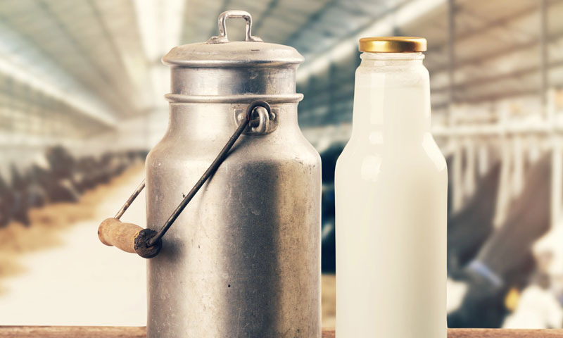 Poražavajuće kretanje količina proizvedenog i otkupljenog mlijeka/GettyImages