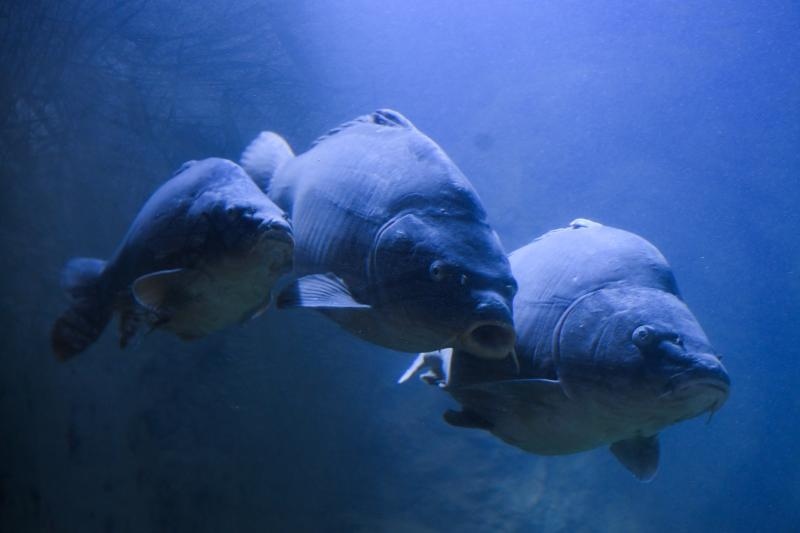 Foto: Davor Visnjic/PIXSELL