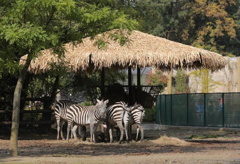 Foto: Tomislav Miletić / Pixsell