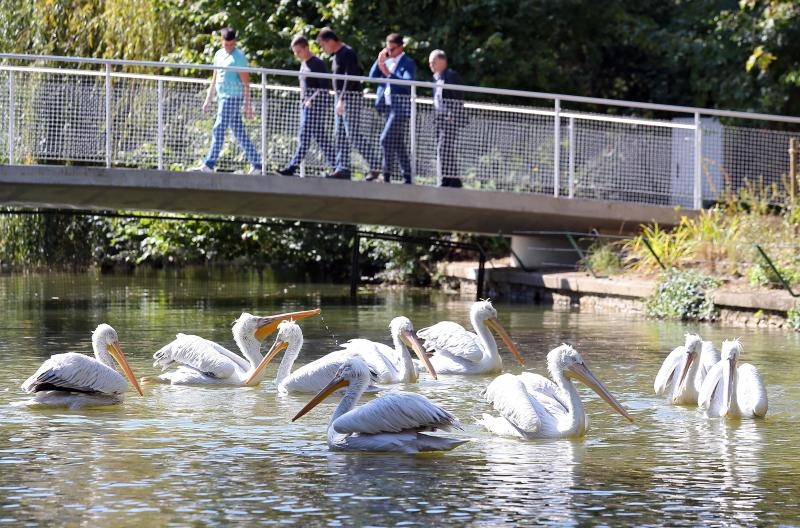 Foto: Jurica Galoić / Pixsell