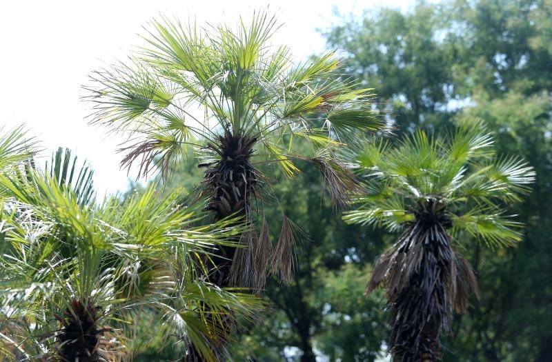 Foto: Sanjin Strukic/PIXSELL